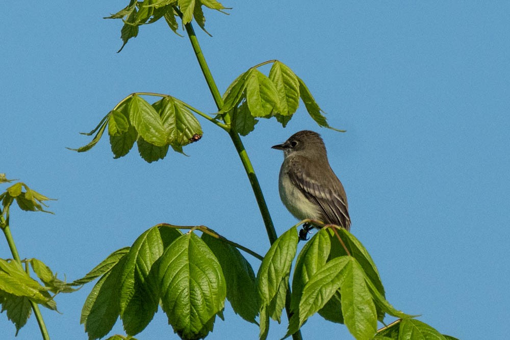 Willow Flycatcher - ML345330231