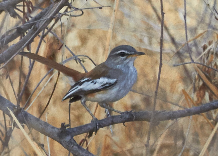 Red-backed Scrub-Robin - ML34533131