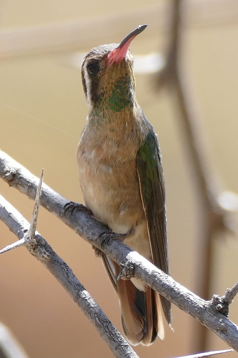 Xantus's Hummingbird - ML345332961