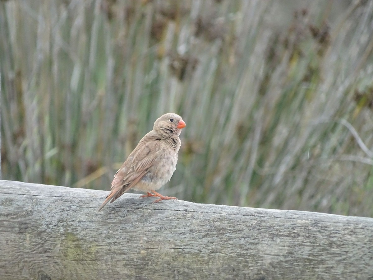 Trumpeter Finch - ML345333581