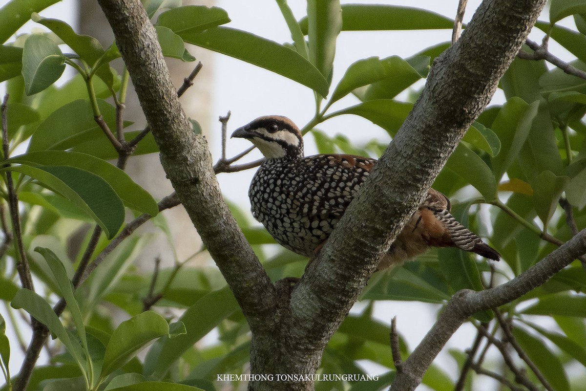 Chinese Francolin - ML345334881