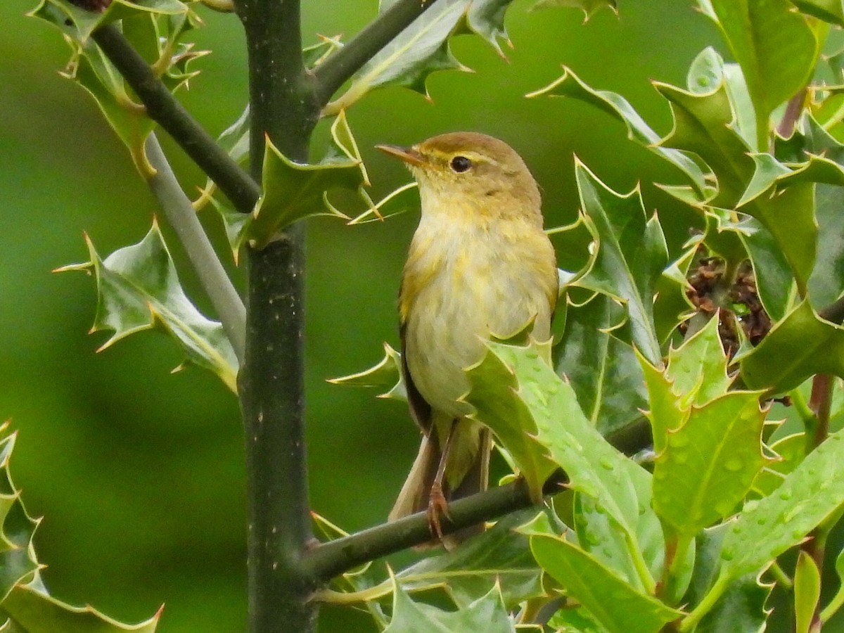 Iberian Chiffchaff - ML345335211