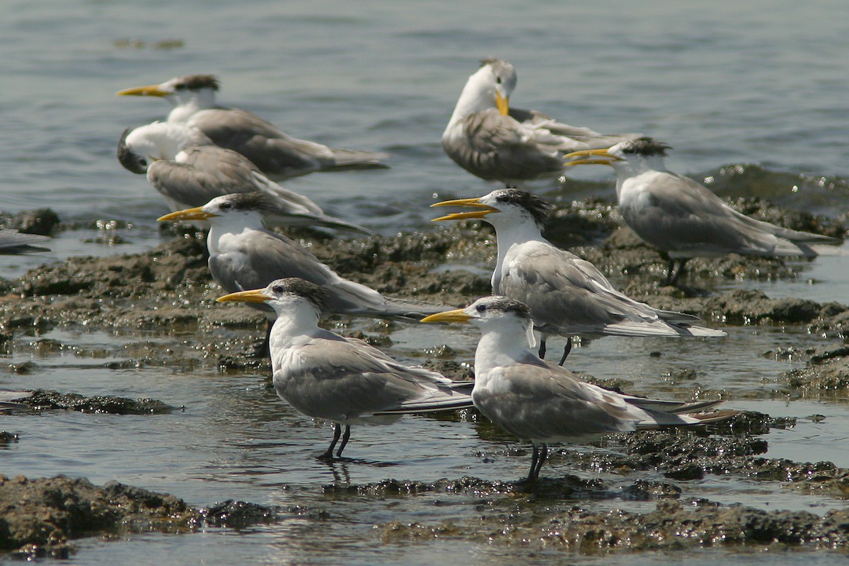 Great Crested Tern - ML345337201