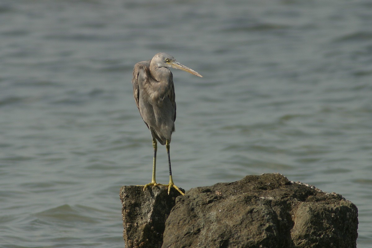 Western Reef-Heron - Oscar Campbell