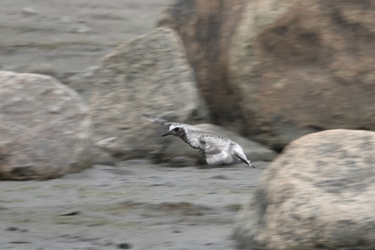 Black-bellied Plover - ML345337411