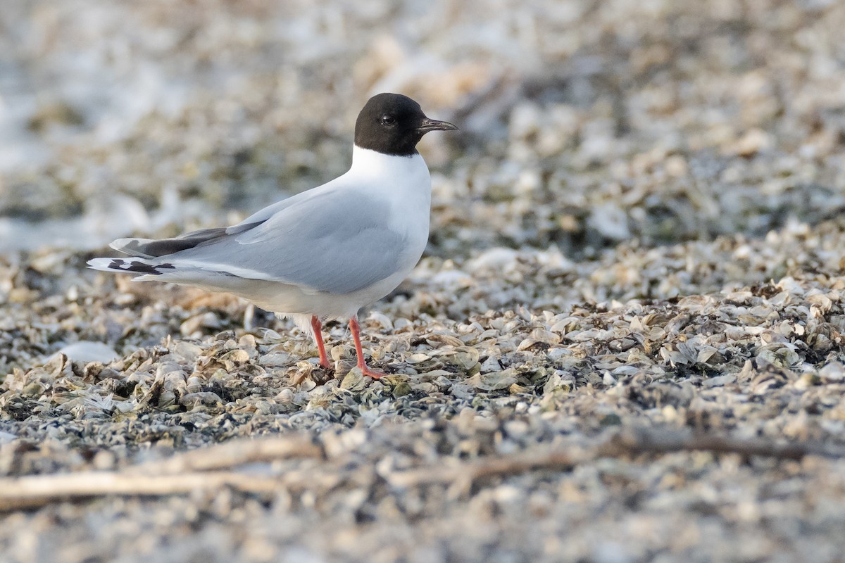 Little Gull - Paul Jones