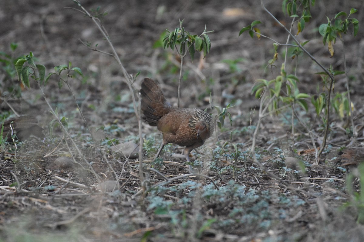 Red Junglefowl - ML345340151