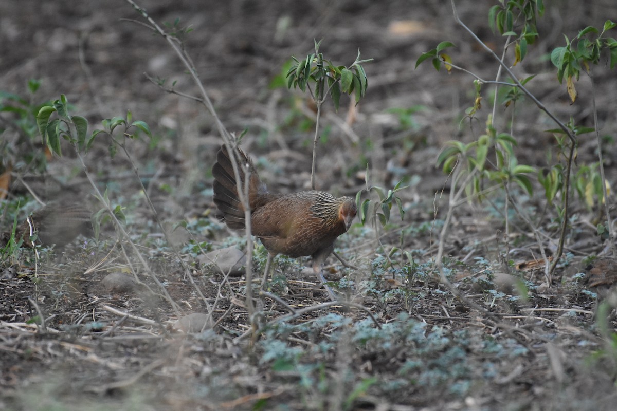 Red Junglefowl - ML345340161