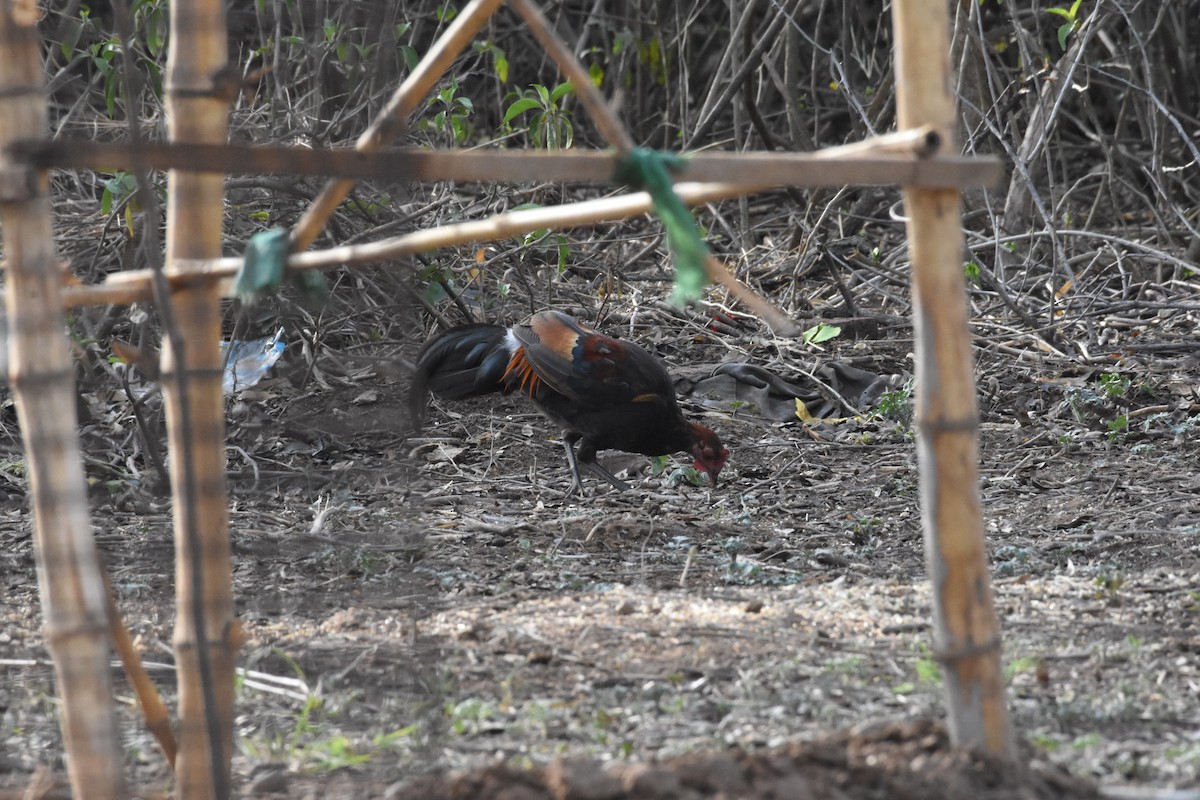Red Junglefowl - ML345340211