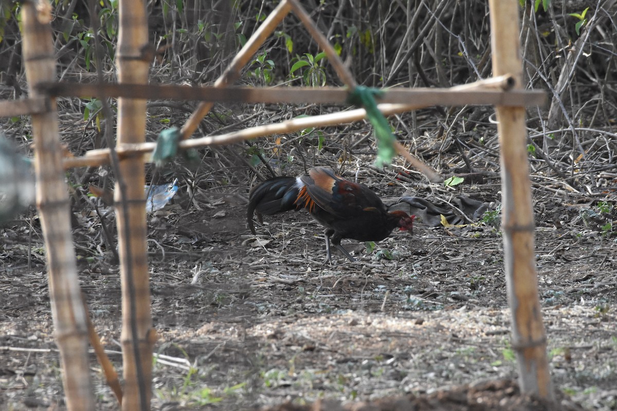 Red Junglefowl - ML345340271