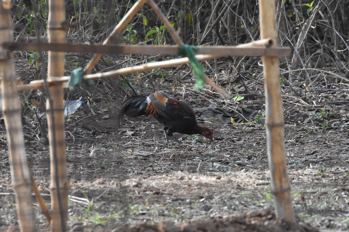 Red Junglefowl - ML345340291