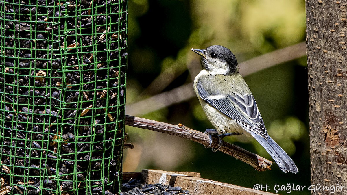 Great Tit - ML345340311