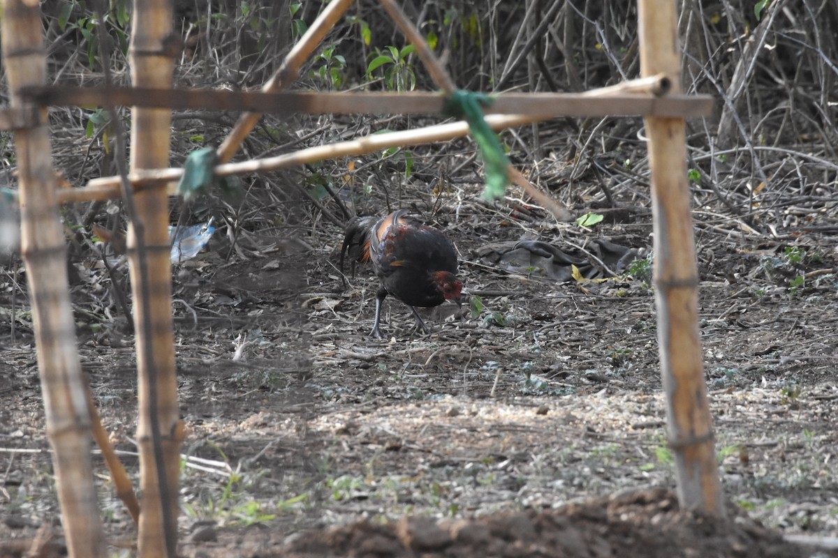 Red Junglefowl - ML345340321