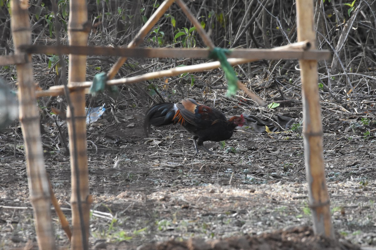 Red Junglefowl - ML345340411