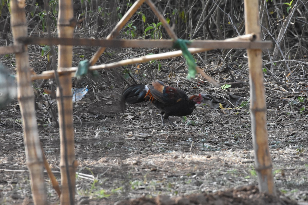Red Junglefowl - ML345340441