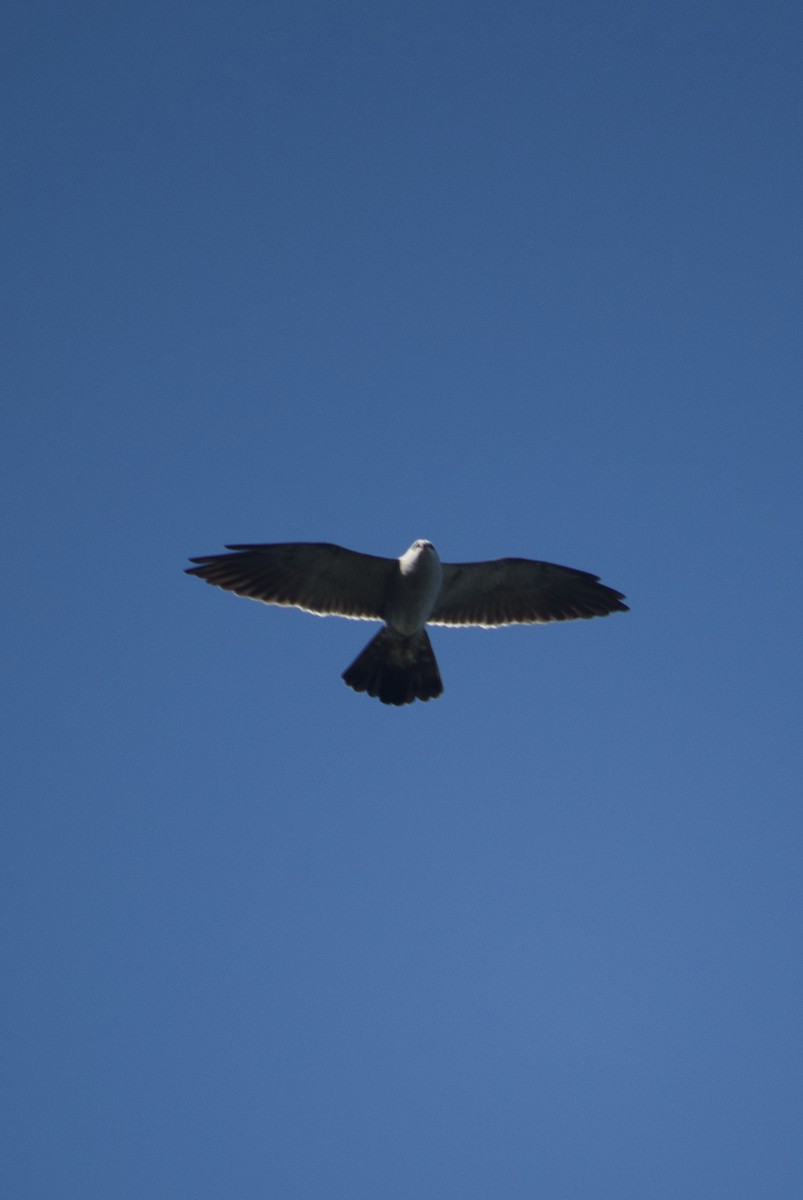 Mississippi Kite - Hayley Keevan