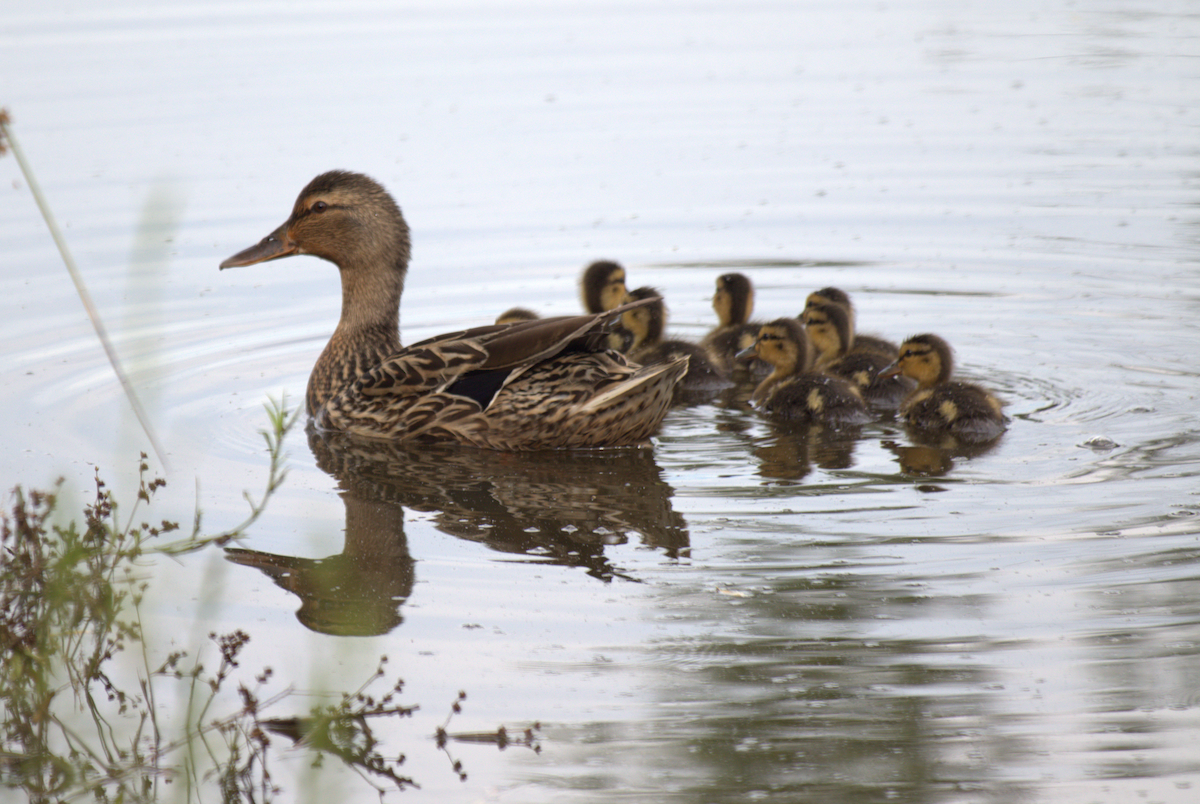 Mallard - ML345341001