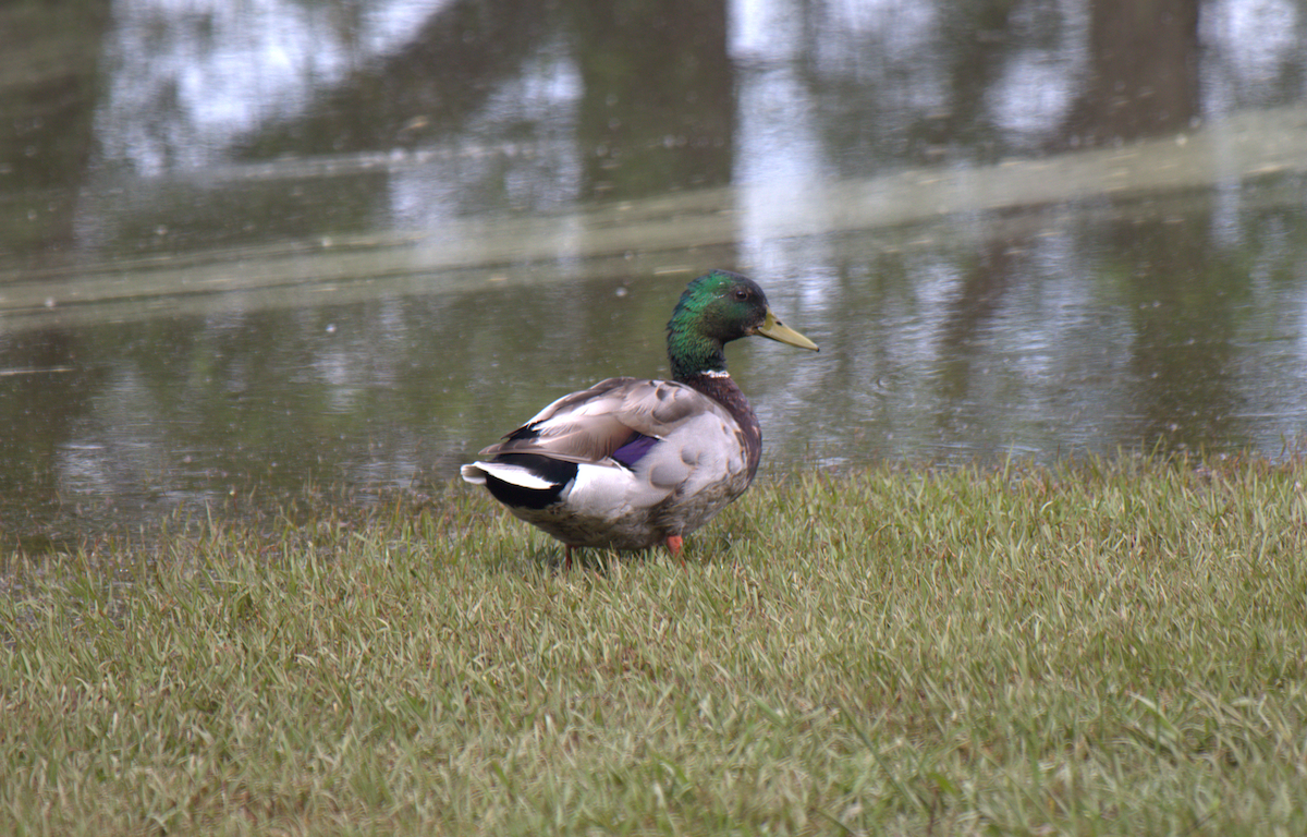 Mallard - Kyle Huntley