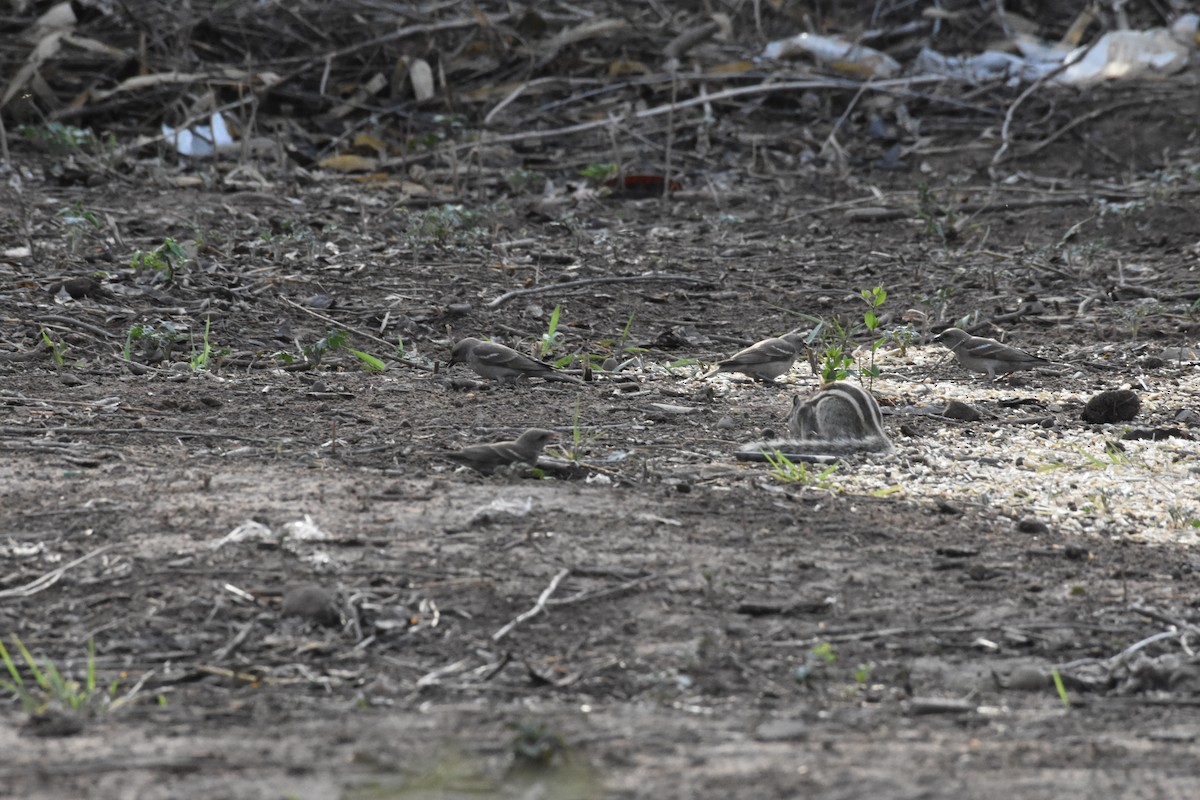 Yellow-throated Sparrow - ML345341121