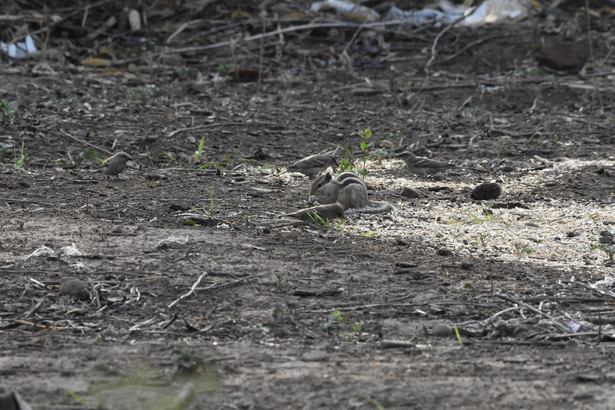 Yellow-throated Sparrow - ML345341131