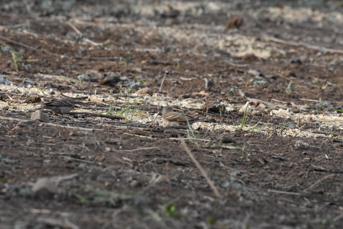 Yellow-throated Sparrow - ML345341171