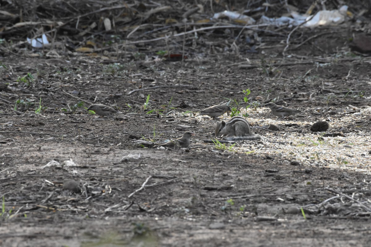 Yellow-throated Sparrow - ML345341181