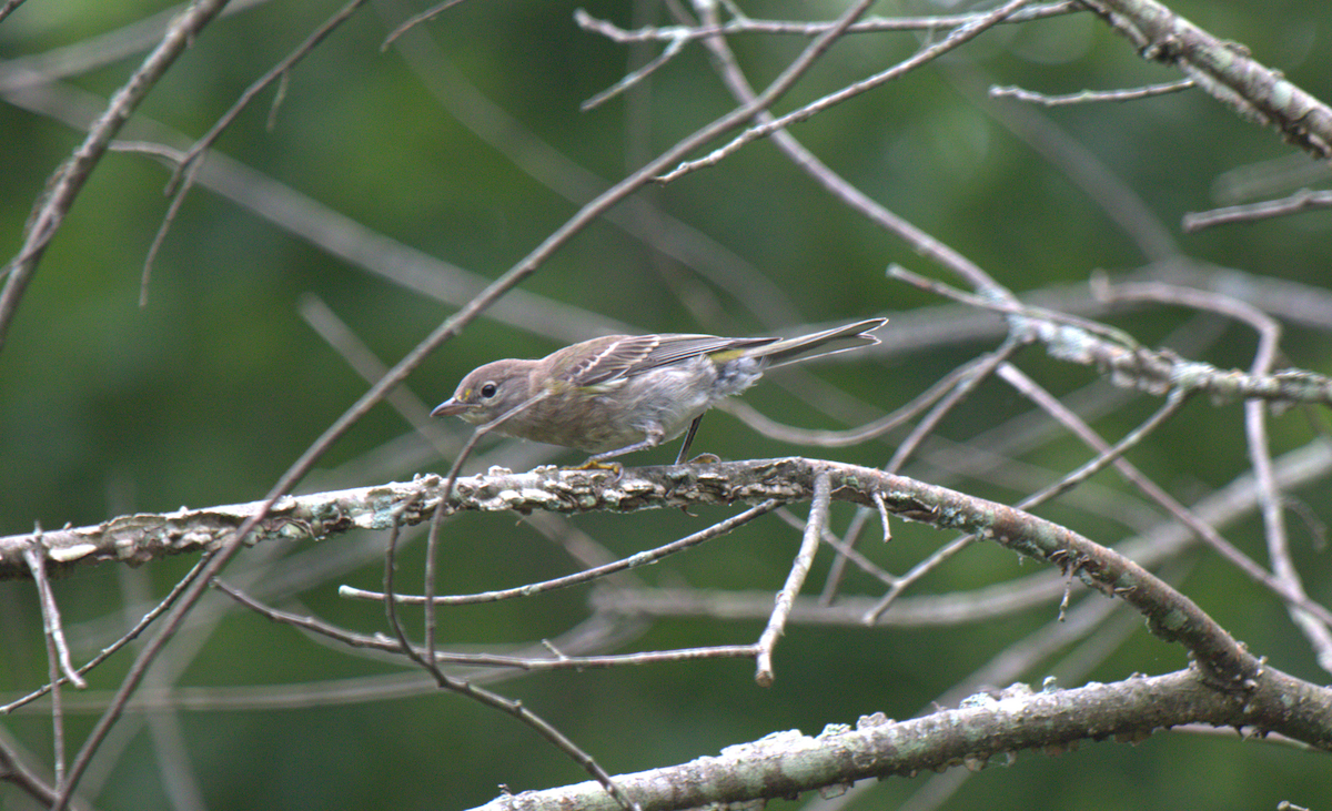 Vireo Ojiblanco - ML345341201