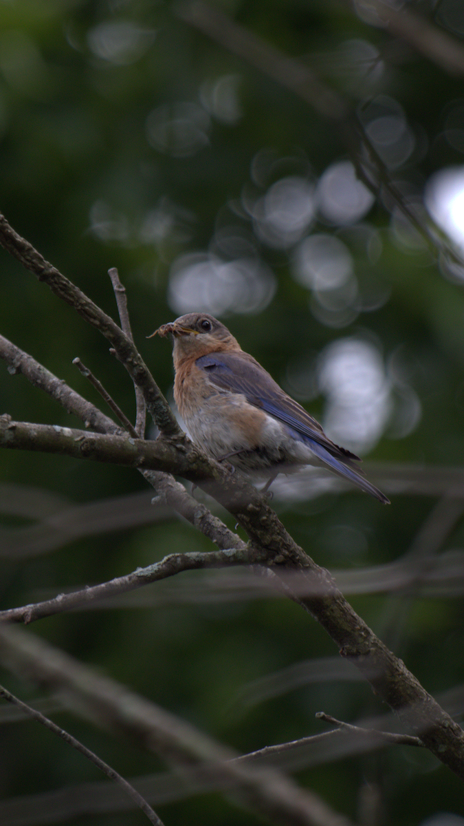 Eastern Bluebird - ML345341281