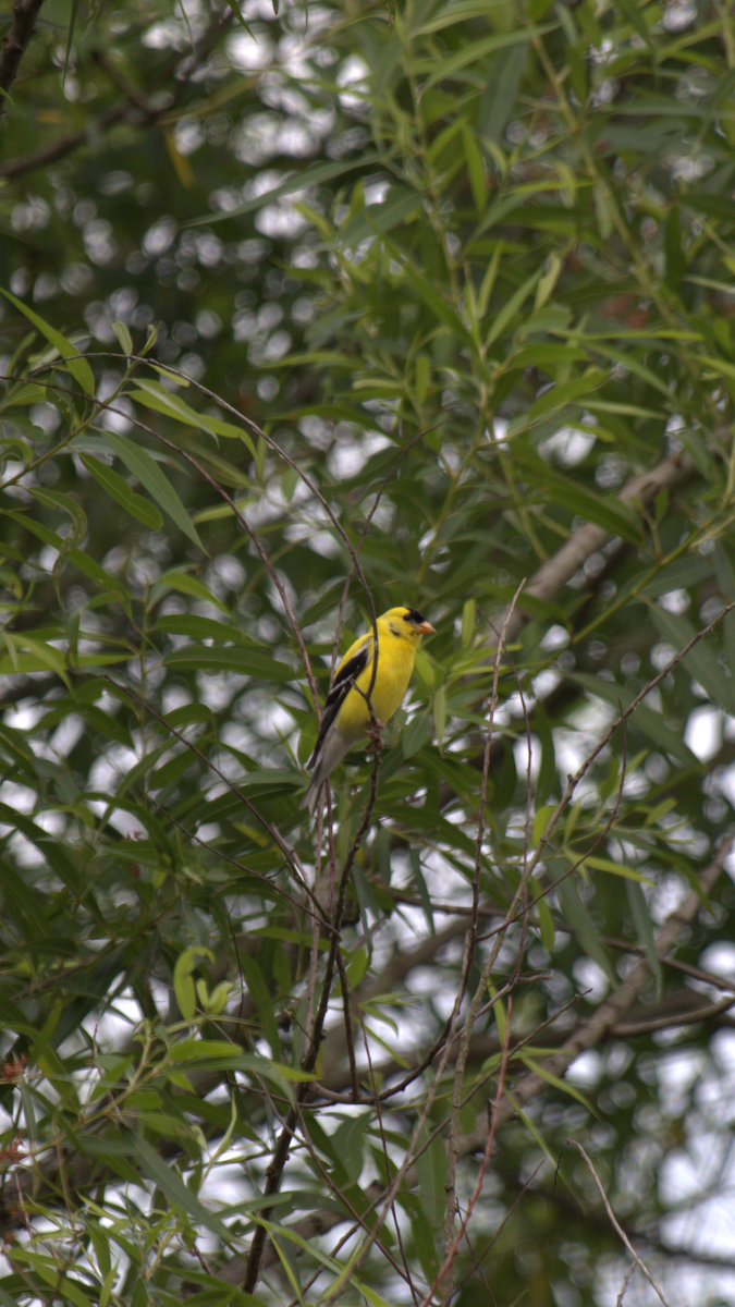 American Goldfinch - ML345341301