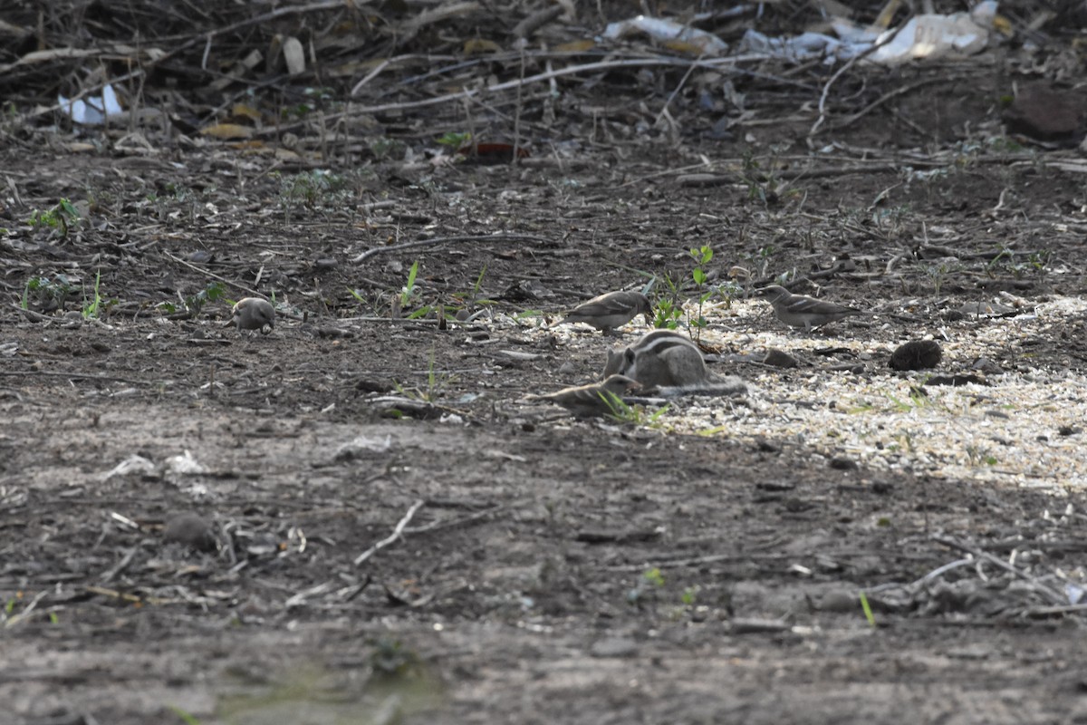 Yellow-throated Sparrow - ML345341321