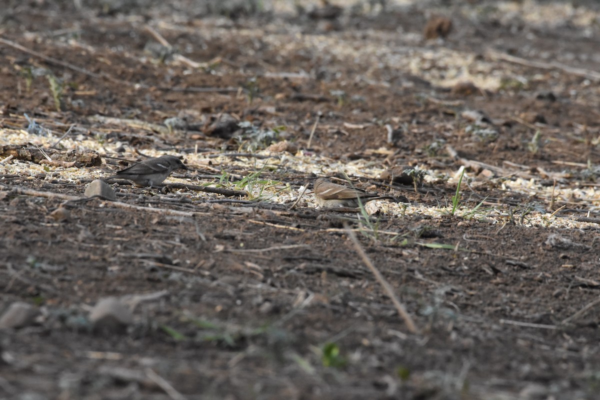 Yellow-throated Sparrow - ML345341331