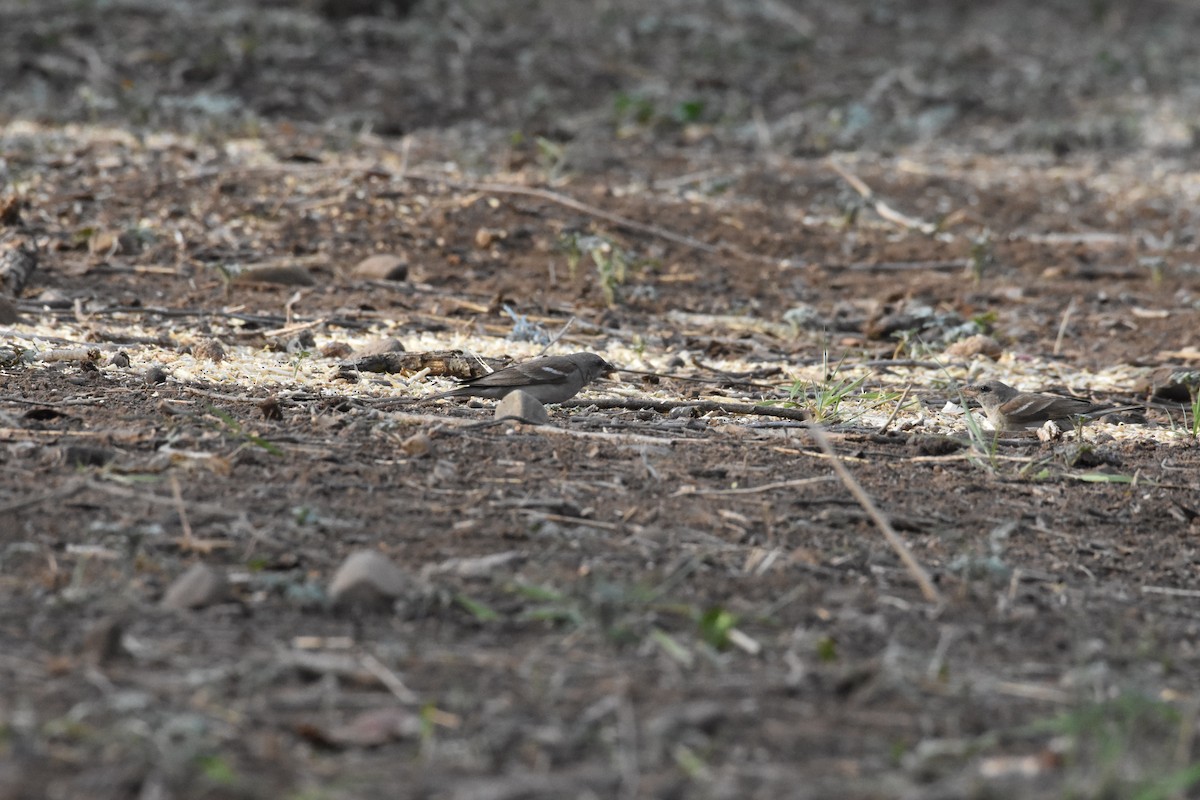 Yellow-throated Sparrow - ML345341351