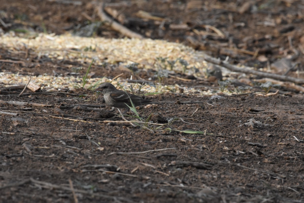 Yellow-throated Sparrow - ML345341371