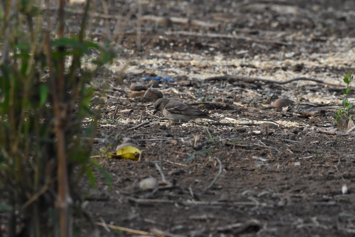 Yellow-throated Sparrow - ML345341381