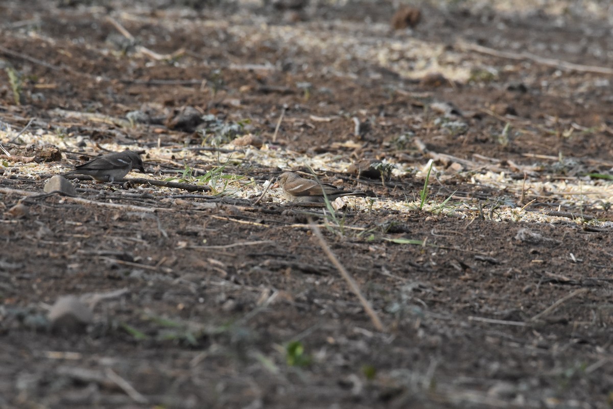 Yellow-throated Sparrow - ML345341401