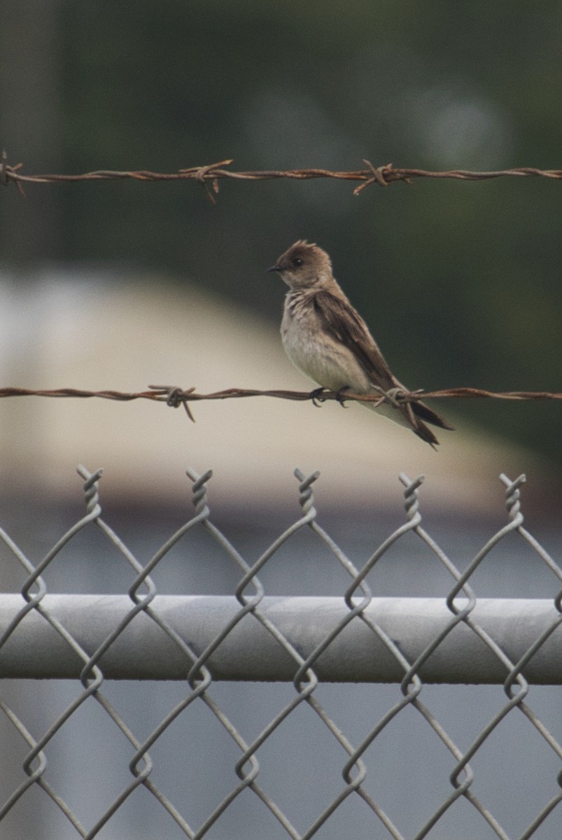 Northern Rough-winged Swallow - ML345341411