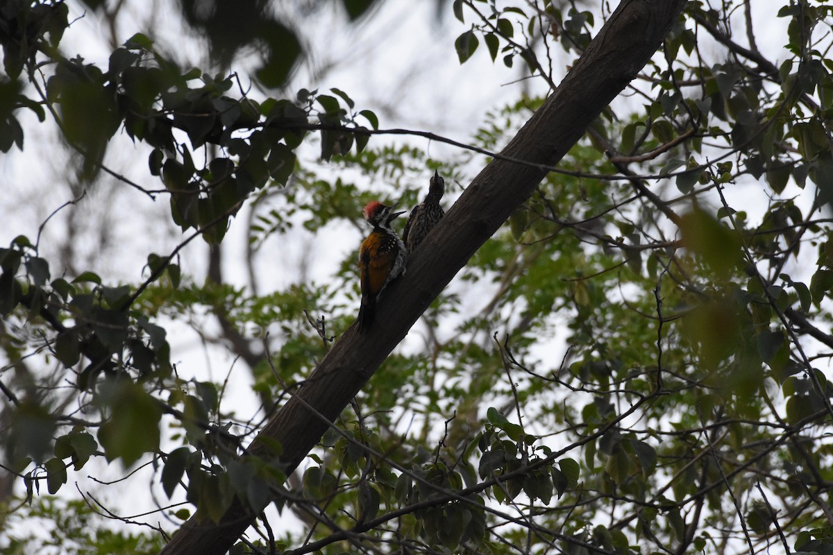 Black-rumped Flameback - ML345341711