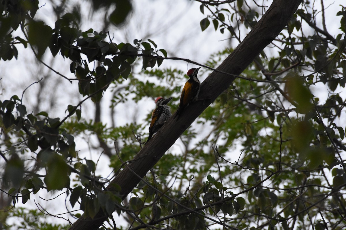 Black-rumped Flameback - ML345341731