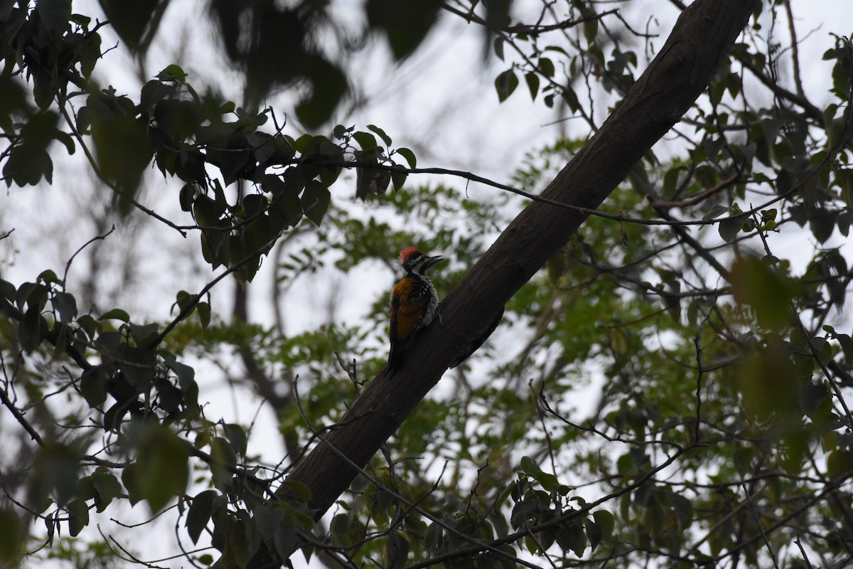 Black-rumped Flameback - ML345341751