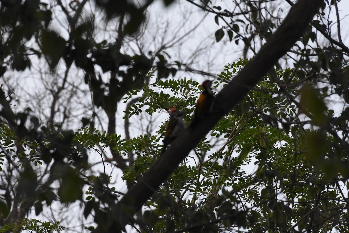 Black-rumped Flameback - ML345341761