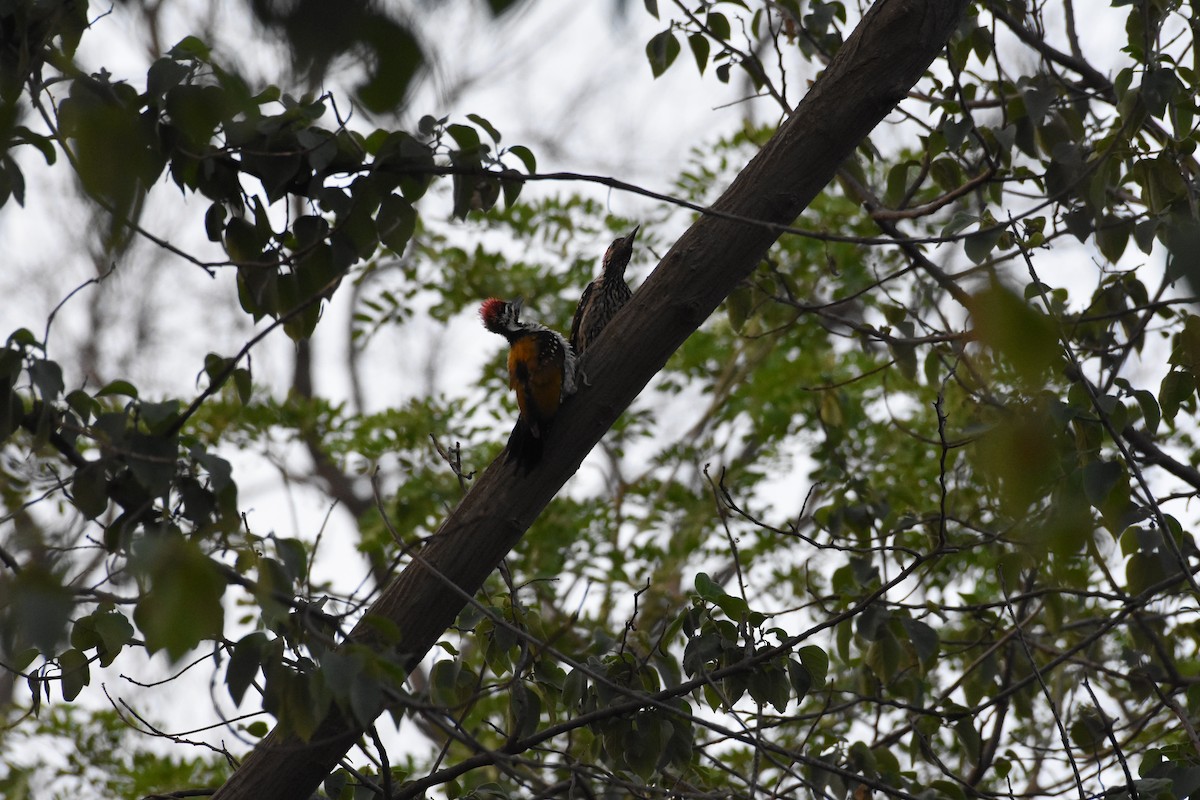 Black-rumped Flameback - ML345341771