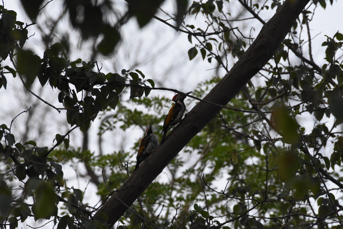 Black-rumped Flameback - ML345341781