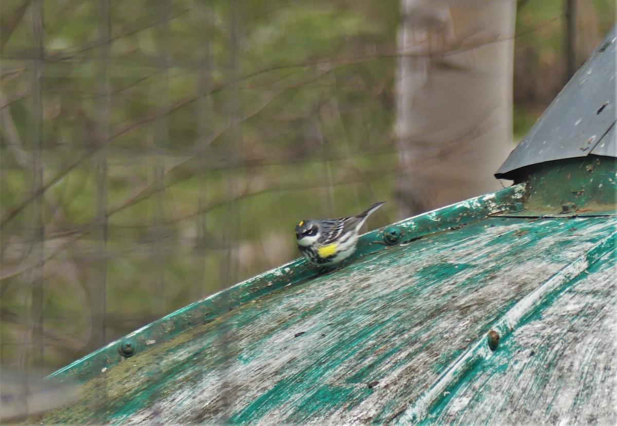 Yellow-rumped Warbler - Marco Beaulieu