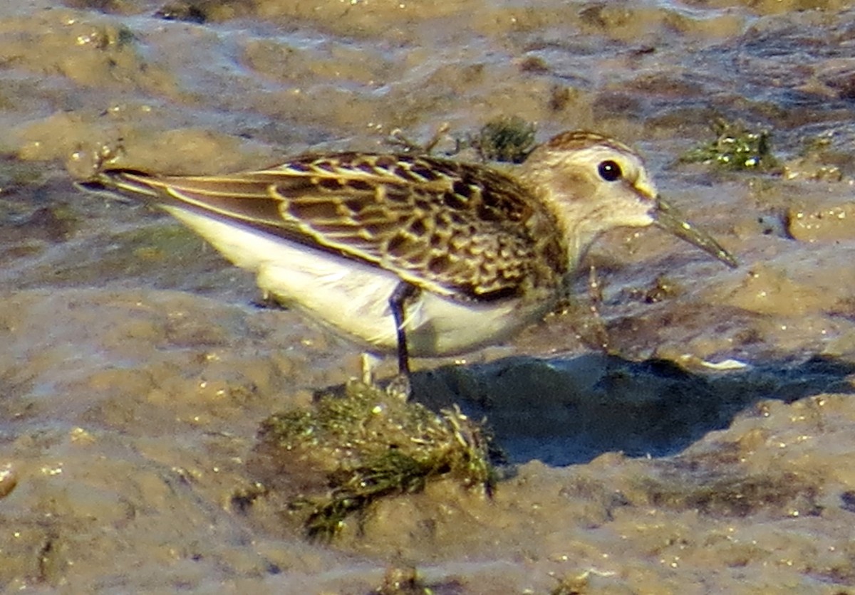 Least Sandpiper - ML34534571