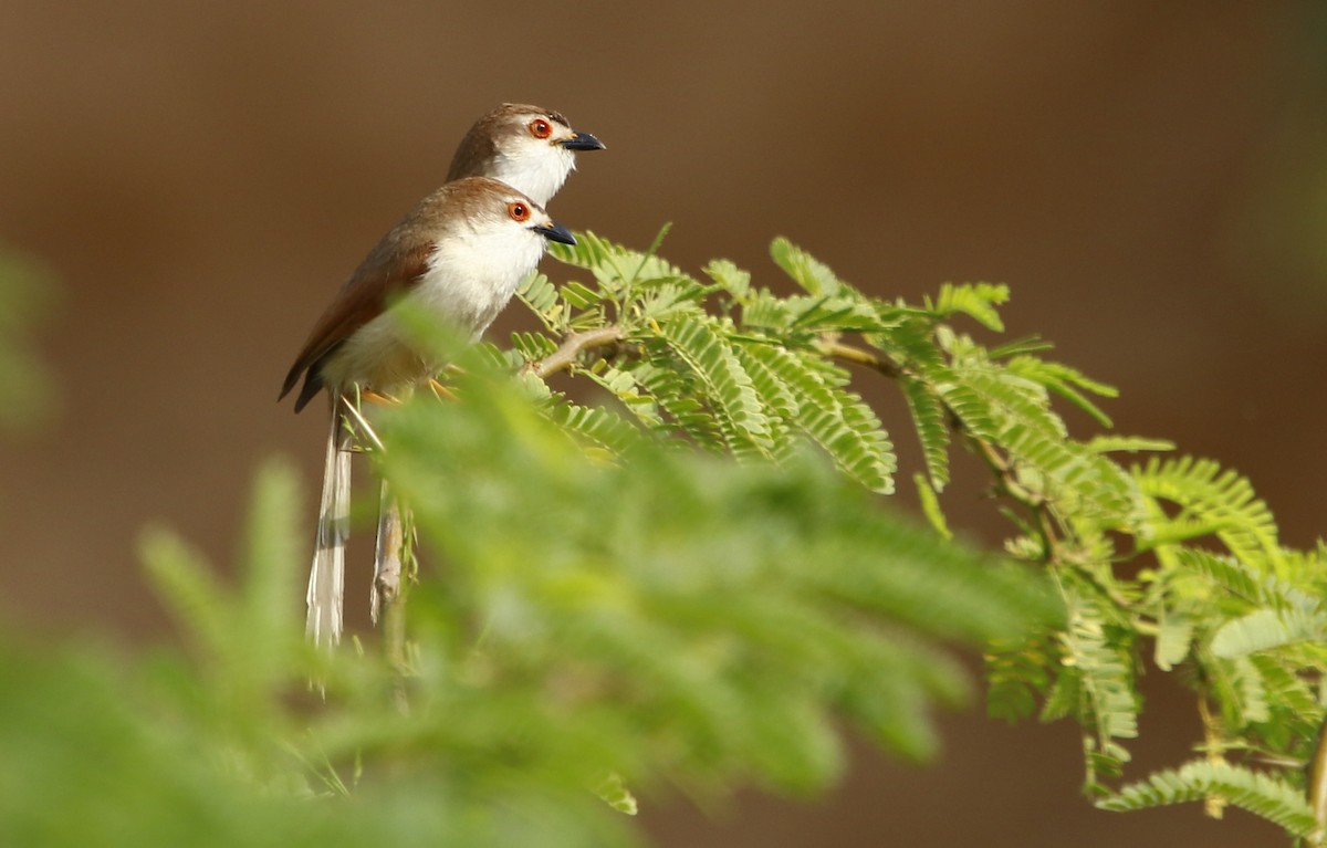 Yellow-eyed Babbler - ML345347641