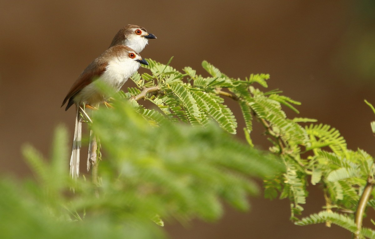 Yellow-eyed Babbler - ML345347811