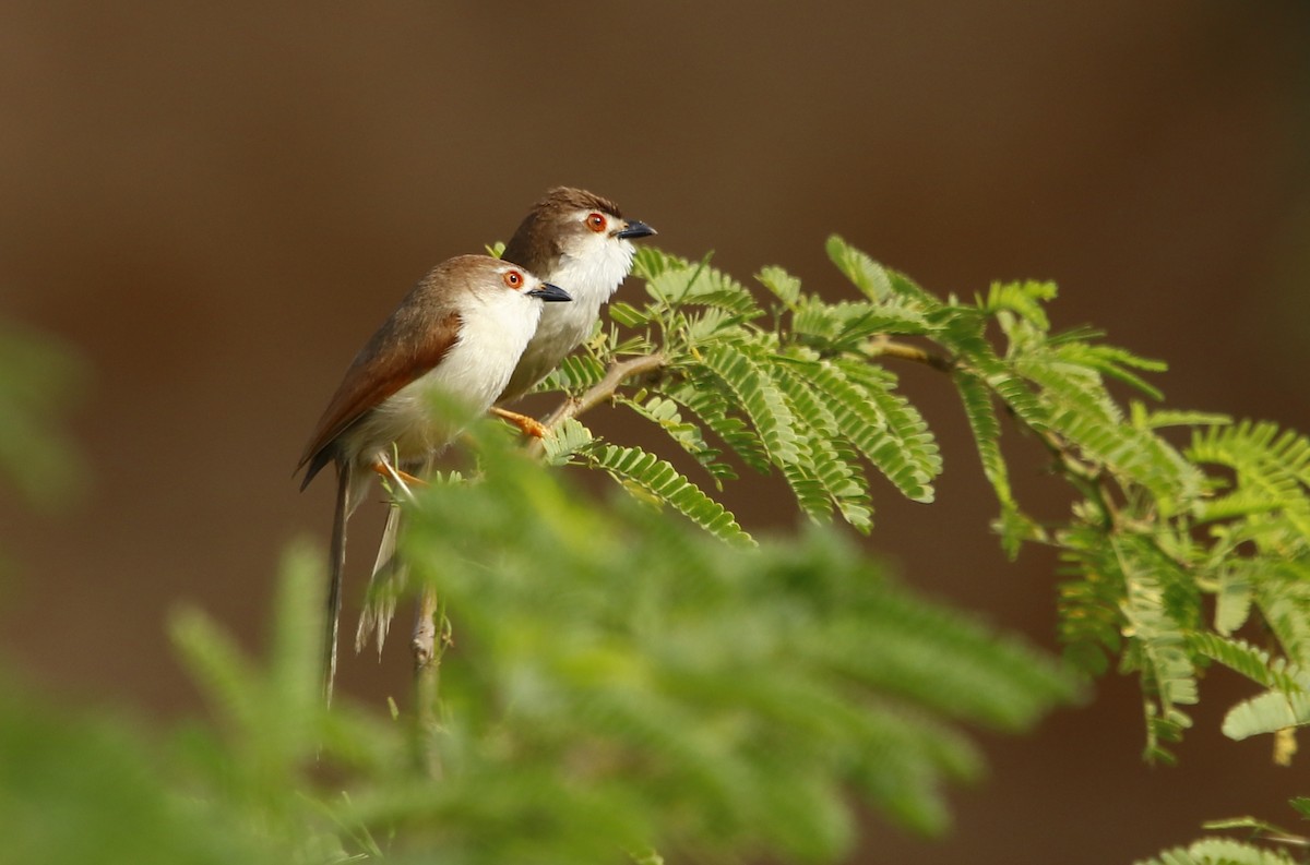 Yellow-eyed Babbler - ML345348201