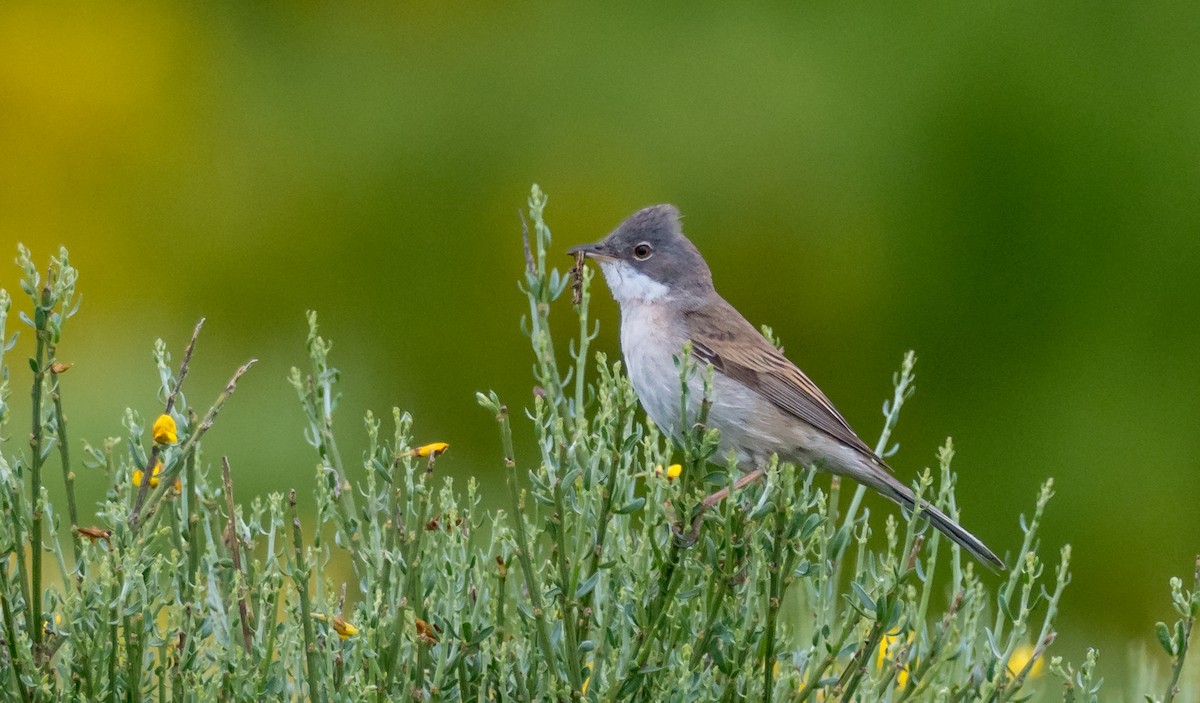 Spectacled Warbler - ML345349201