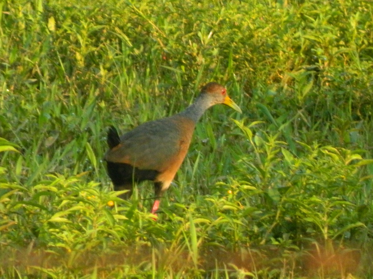 Russet-naped Wood-Rail - ML345349711