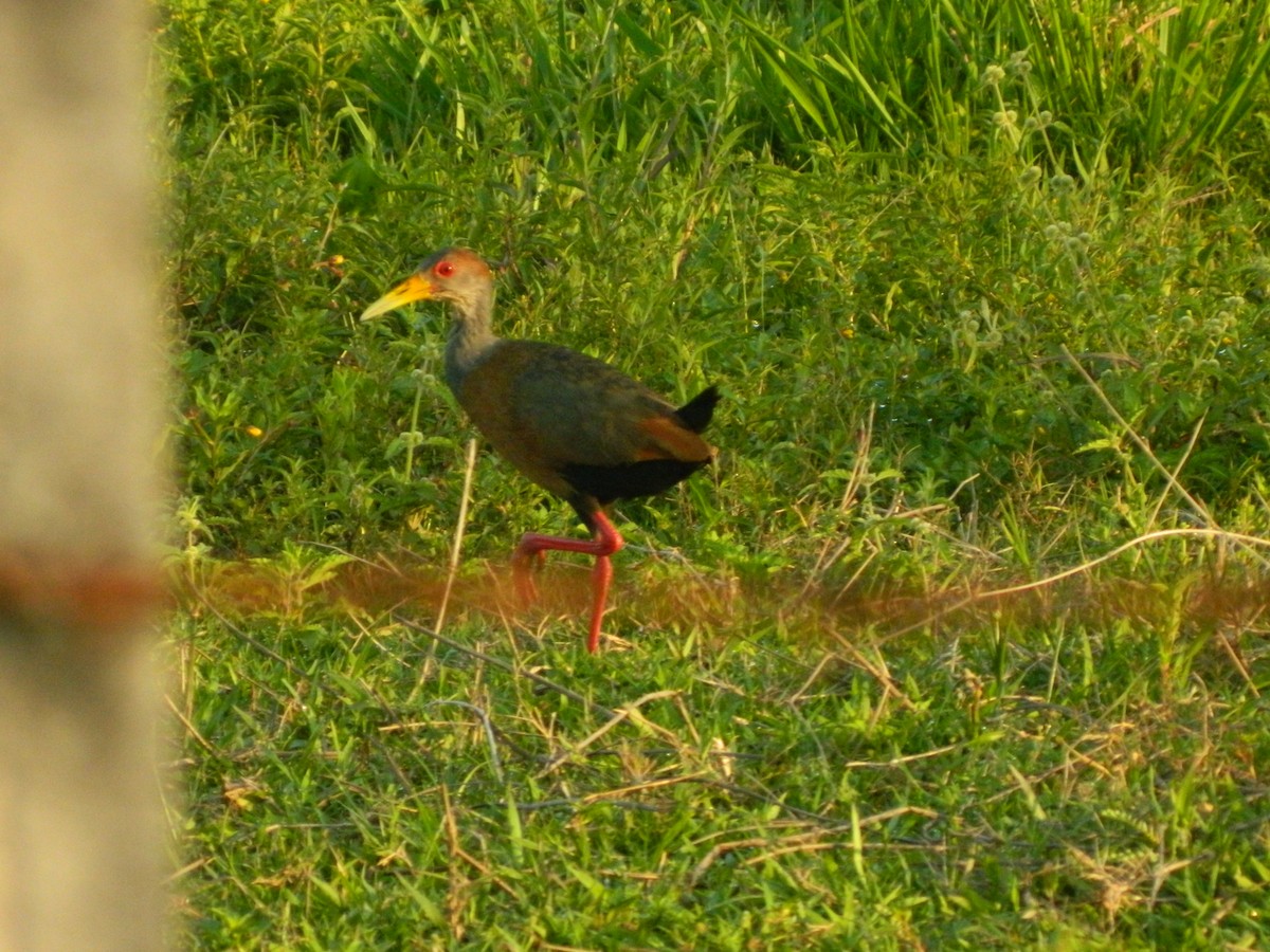 Russet-naped Wood-Rail - ML345349721